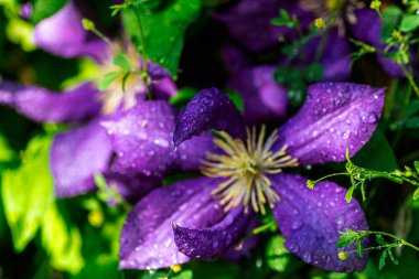 Mor güzel çiçek Clematis Jackmanii.damla su çiy