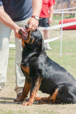 Handler köpek gösterisinde diş köpek gösterir