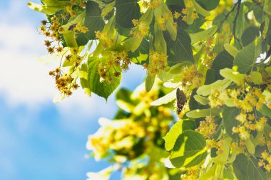 Çiçekler açan ıhlamur ağacı ağacı çayı, doğal arka plan, bahar hazırlamak için kullanılır..