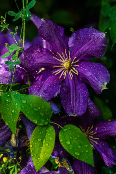 보라색 아름 다운 꽃 클레마티스 잭마니.드롭 의 물 이슬 — 스톡 사진