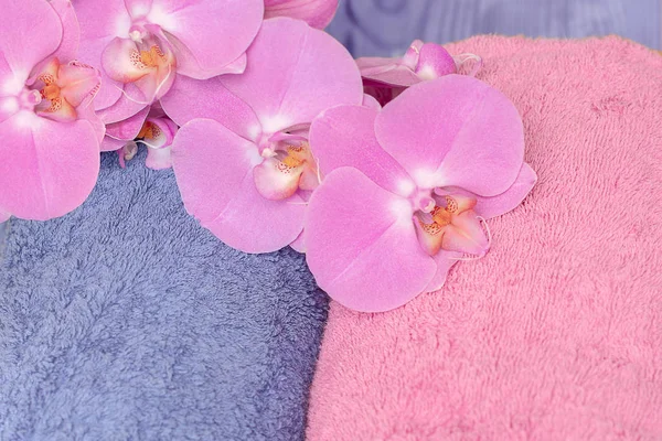 Fluffy terry towels and orchids phalaenopsis in pink — Stock Photo, Image