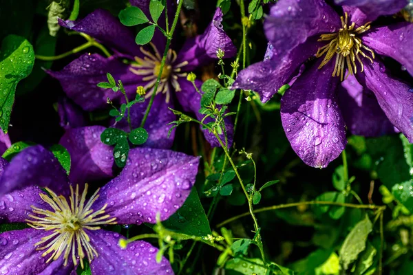 Lila schöne Blume clematis jackmanii.drop des Wassertaues — Stockfoto