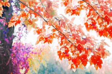 Kırmızı renklerde Parıltılar ve güneş ışınları ile bokeh arka plan üzerinde Taze sonbahar ağacı yeşillik