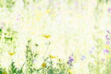 güneşli ışık gününde çayırparlak yeşil çim ve çiçekler .