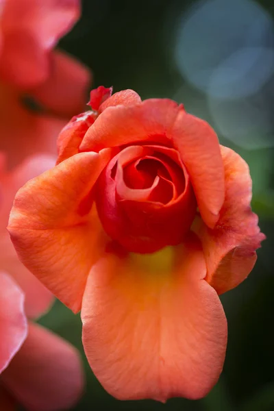Naturalny kwiat tło szkarłat, szkarłatny, fioletowy, róża zbliżenie — Zdjęcie stockowe