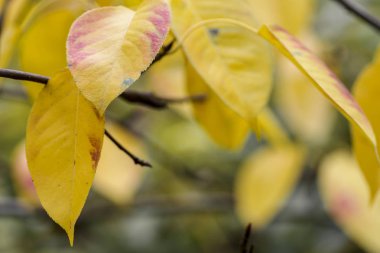 Parıltılar ve güneş ışınları ile bokeh arka plan taze sarı sonbahar ağacı yaprakları
