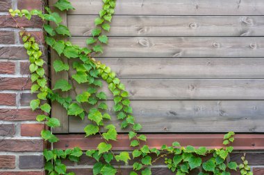 Tahta bir çitin etrafına yeni filizlenmiş doğal bir arka plan ve süs olarak vahşi üzümler sarılmış.. 