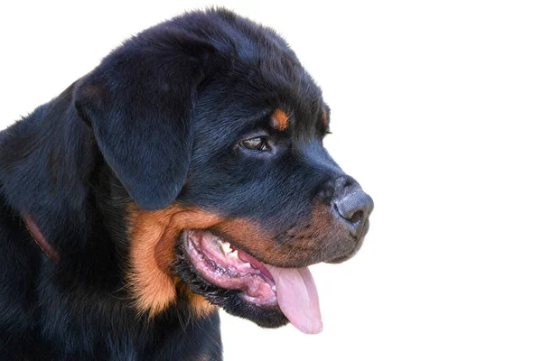 Cachorrinho rottweiler, 4 meses, sentado contra fundo branco. Em perfil . — Fotografia de Stock