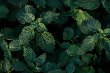 Ergenlik çağındaki yaprak bitkilerinin yakın planına sahip doğal bir arka plan. Koyu yeşil.