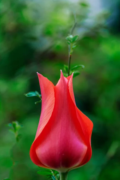 Jeden czerwony tulipan na świeżym zielonym tle w miękkim świetle na rozmytym tle z miejscem na tekst. — Zdjęcie stockowe