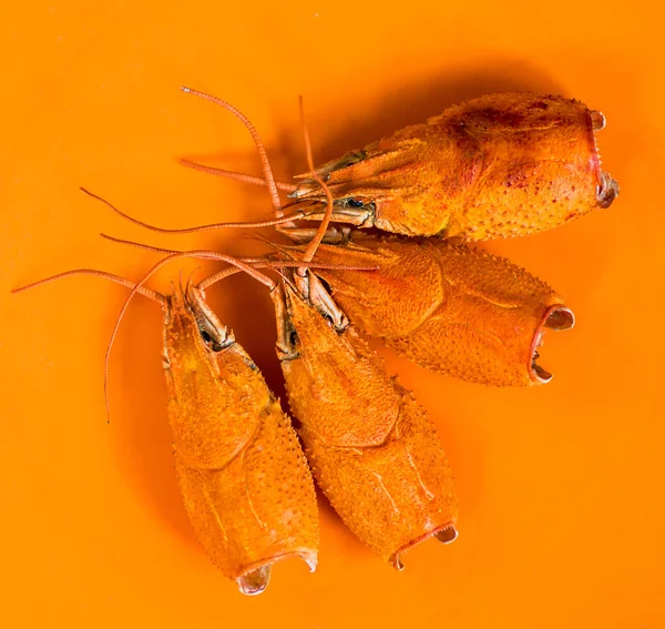 Frisch gekochte rote Krebse. großen gekochten Krebs und seine Krallen Nahaufnahme, selektiven Fokus. Bier-Imbiss. — Stockfoto