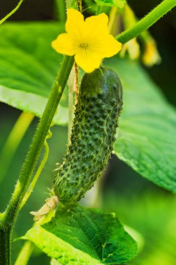 Sarı çiçekli bir yatakta taze salatalık ve yapraklar.