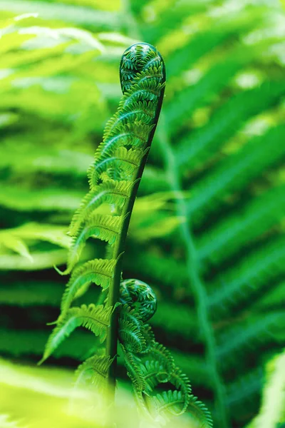 蕨叶绿叶以框架的形式存在于自然的植物背景中，闭合螺旋形蕨树幼芽 — 图库照片