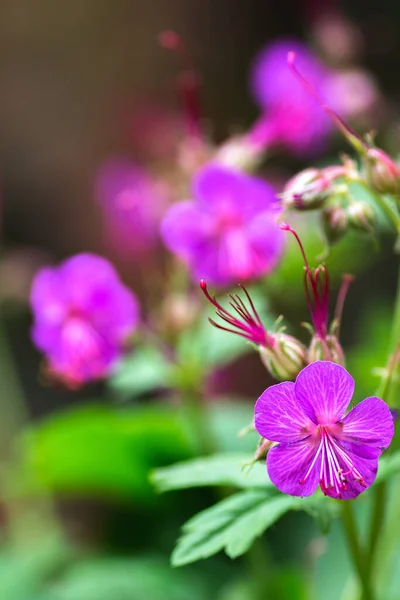 Nahaufnahme von Geranien Makrorrhizum, Kraniche Schnabel in Blüte unter grünem Frühlingsblatt — Stockfoto