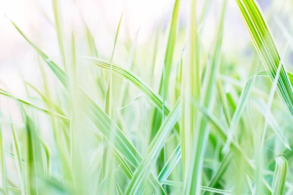 Світло-зелений природний фон трава риграс макро Стокове Зображення