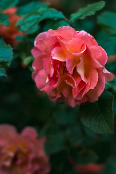 Naturalny kwiat tło szkarłat, szkarłatny, róża zbliżenie — Zdjęcie stockowe