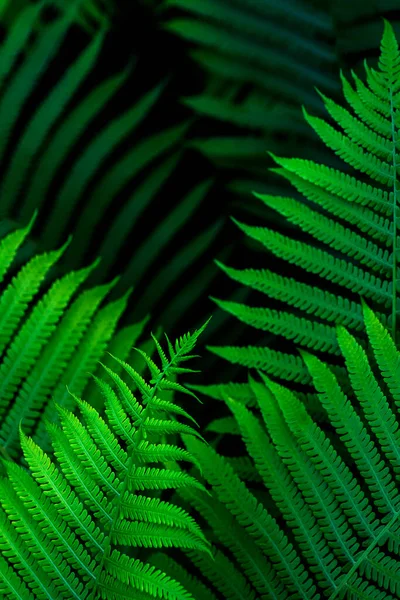Varkensblad Groen Blad Een Natuurlijke Plantenachtergrond Vorm Van Een Frame — Stockfoto
