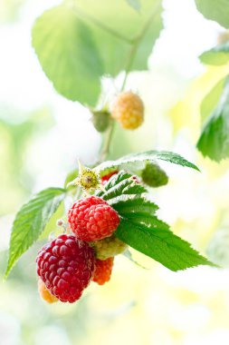 Bahçe afişlerinin olduğu yerdeki bir çalılıkta olgunlaşmış ve olgunlaşmış büyük ahududular.