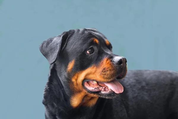 Kutya portré felnőtt rottweiler figyelmes komoly megjelenés stending nyitott nyílás profil kék alapon — Stock Fotó