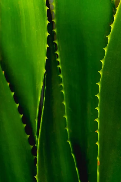Aloe vera odchází. Rostlina Aloe vera izolovaná na bílém pozadí. Místo pro text. Podrobné listy aloe vera, makro. Royalty Free Stock Obrázky