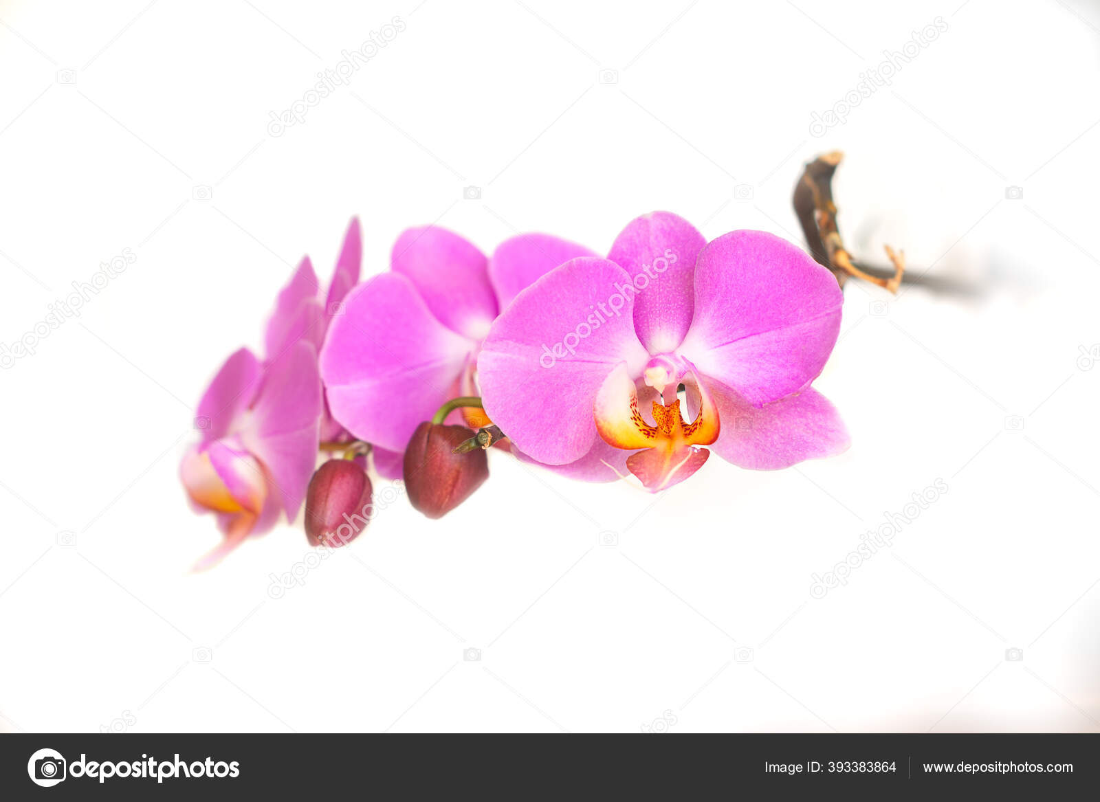 Phalaenopsis Merah Muda Bunga Anggrek Taman Tropis Terisolasi Pada Latar Belakang Putih Stok Foto C Shedivas 393383864