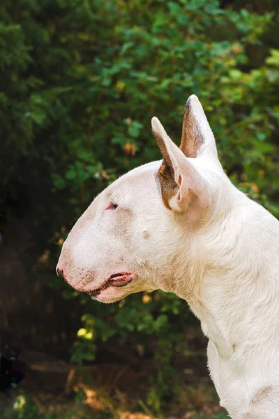 Dog White Bullterrier Rasse Porträt Nahaufnahme im Profil im Garten auf einem Hintergrund aus dunkelgrünem Laub — Stockfoto