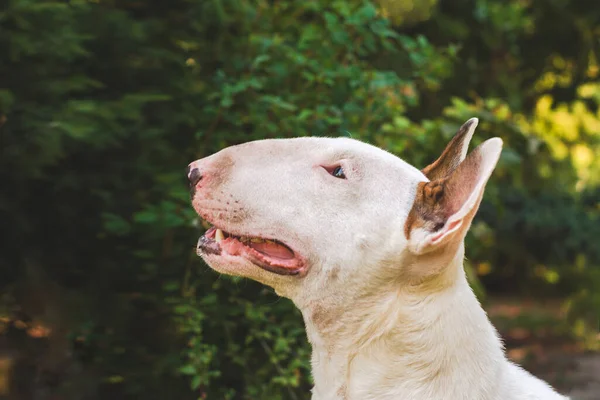 Dog White Bullterrier Rasse Porträt Nahaufnahme im Profil im Garten auf einem Hintergrund aus dunkelgrünem Laub — Stockfoto