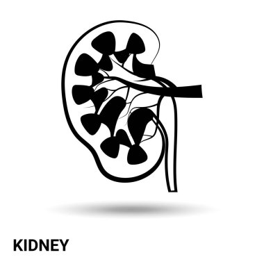 Böbrek. Böbrekçiler arka planda izole edilmiş. Vektör illüstrasyonu