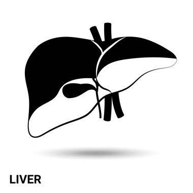 Karaciğer. Karaciğer hafif bir arkaplanda izole edilmiş. Vektör illüstrasyonu