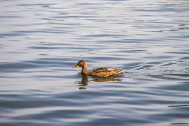 Kazakistan. Burabay Milli Parkı.