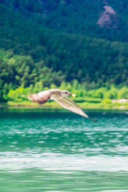 Kazakistan. Burabay Milli Parkı.