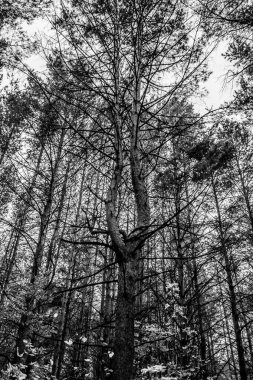 Tyumen 'deki Zatyumensky şehir parkı. Şehir merkezinde bozulmamış bir ada..