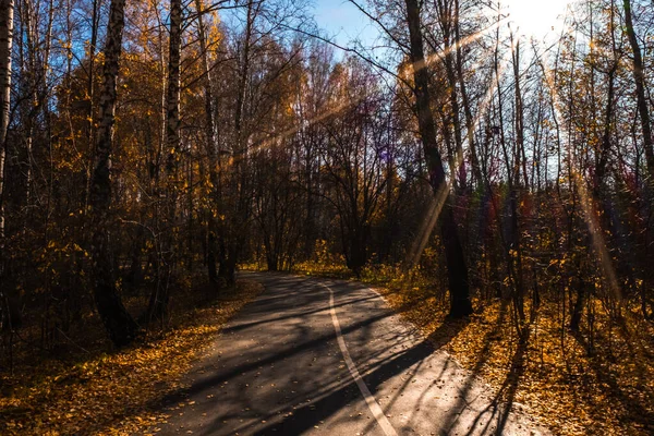 Zatyumensky Park Miejski Tyumen Wyspa Dziewiczej Przyrody Centrum Miasta — Zdjęcie stockowe