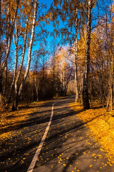 Parque Ciudad Zatyumensky Tyumen Una Isla Naturaleza Virgen Centro Ciudad —  Fotos de Stock