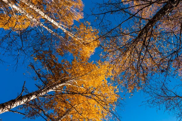 Parque Ciudad Zatyumensky Tyumen Una Isla Naturaleza Virgen Centro Ciudad —  Fotos de Stock