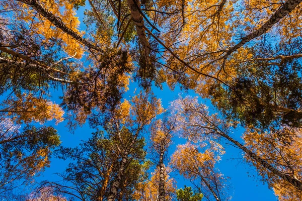 Parque Ciudad Zatyumensky Tyumen Una Isla Naturaleza Virgen Centro Ciudad —  Fotos de Stock