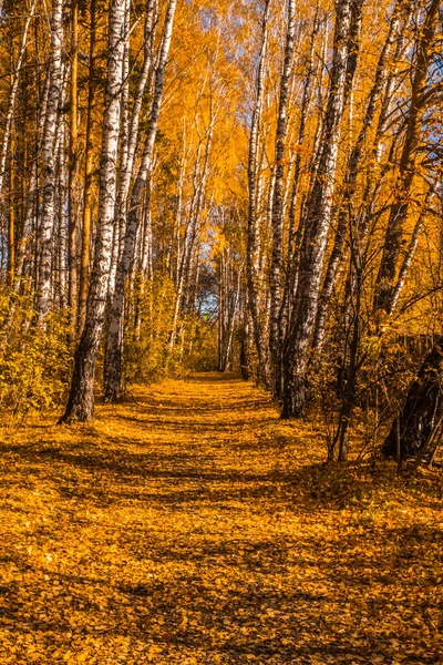 Parque Ciudad Zatyumensky Tyumen Una Isla Naturaleza Virgen Centro Ciudad —  Fotos de Stock