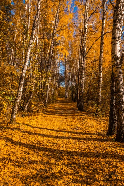 Parque Ciudad Zatyumensky Tyumen Una Isla Naturaleza Virgen Centro Ciudad —  Fotos de Stock