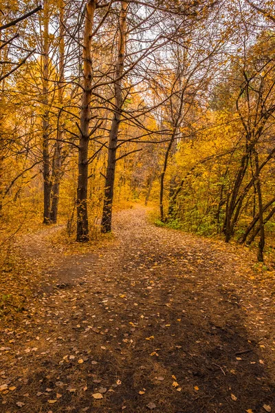 Parque Ciudad Zatyumensky Tyumen Una Isla Naturaleza Virgen Centro Ciudad —  Fotos de Stock