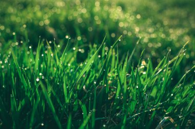 Çim, şafak, erken ilkbaharda, güneşli sabah makro fotoğraf