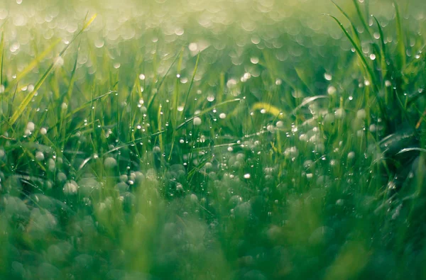 Makroaufnahme Von Gras Der Morgendämmerung Vorfrühling Sonniger Morgen — Stockfoto