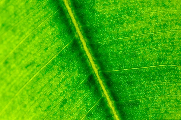 Macro Photo Green Leaf — Stock Photo, Image