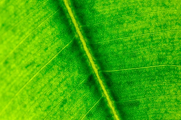 Macro Photo Feuille Verte — Photo