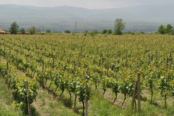 vineyards for making wine in the mountains