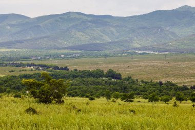 Dağ manzarası, tek ağaç, ot, alçak, yumuşak dağlar