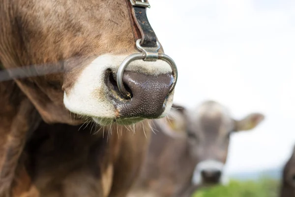 Close Focinho Vaca Com Anel Nasal — Fotografia de Stock