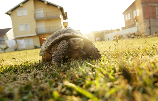 Vista Ángulo Bajo Tortuga Caminante Sobre Hierba Verde Jardín — Foto de Stock