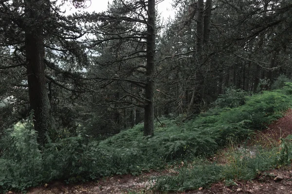 Sentier Travers Forêt Pins Dans Village Prevalla Prizren Kosovo — Photo