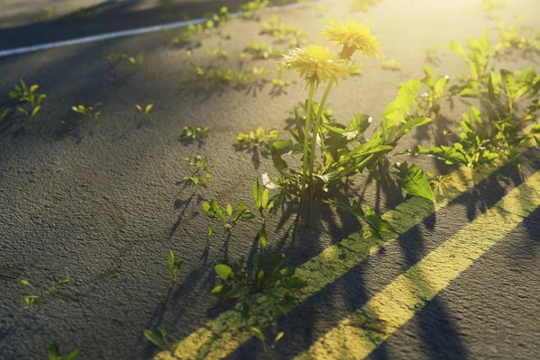 Rendering Denti Leone Gialli Che Crescono Sull Autostrada Dei Danni — Foto Stock