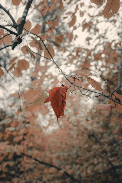 Laatste Bruin Birch Leaf Opknoping Tak Voor Kleurrijke Gebladerte — Stockfoto